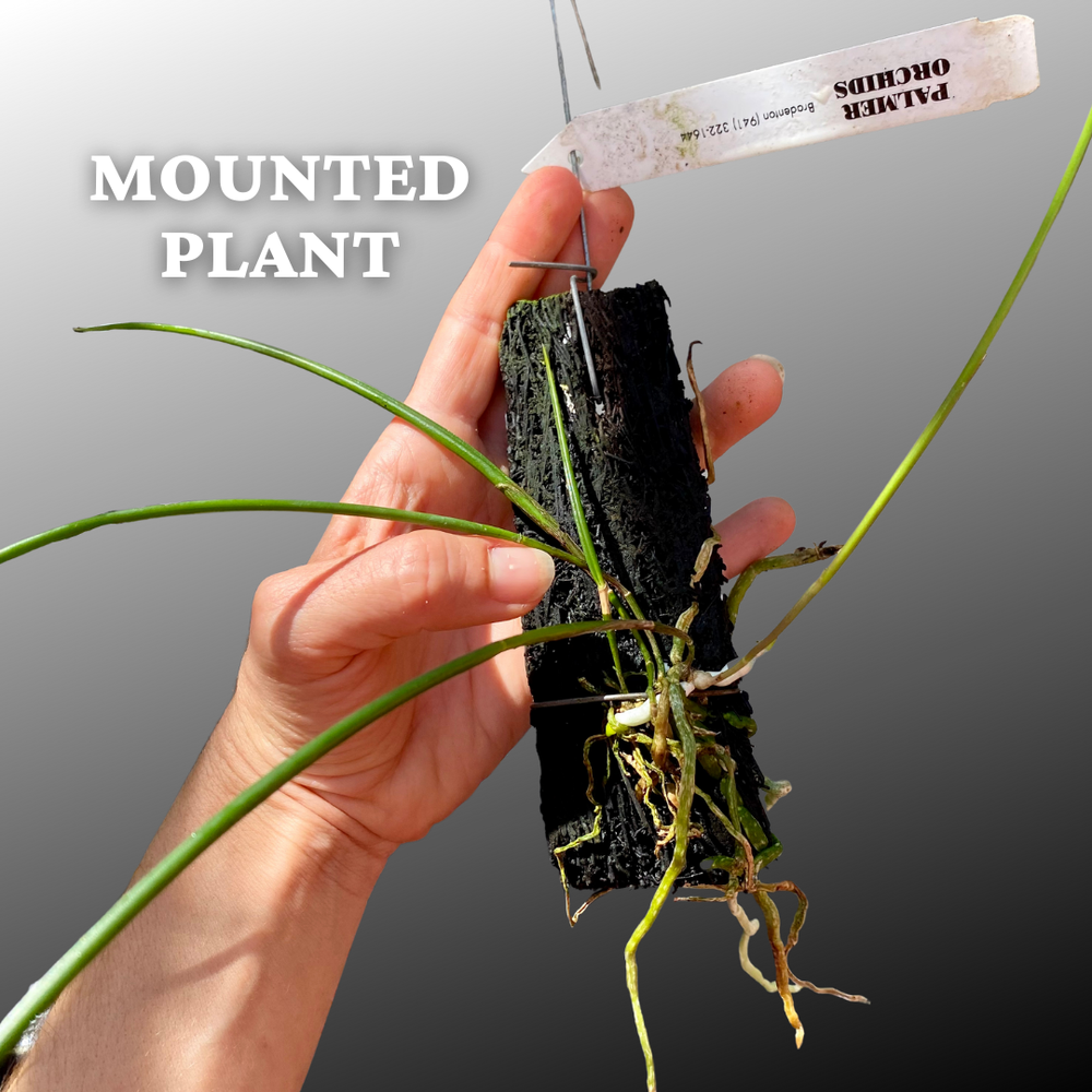 Brassavola cucullata — Palmer Orchids